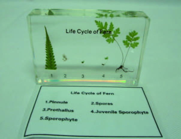 蕨生活史封膠標本