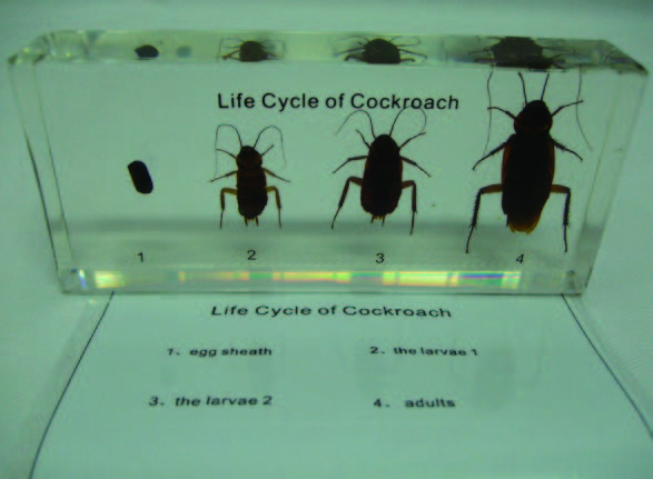 蟑螂生活史封膠標本