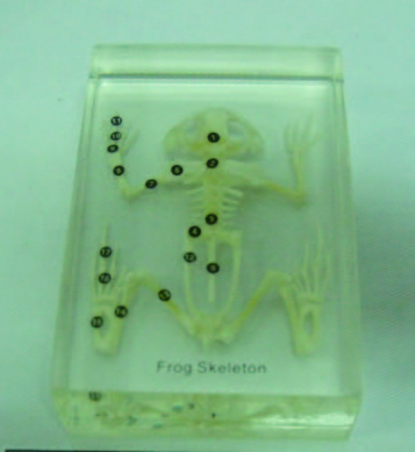 蛙骨骼封膠標本