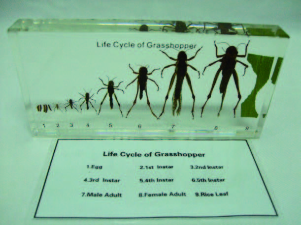 蝗蟲生活史封膠標本
