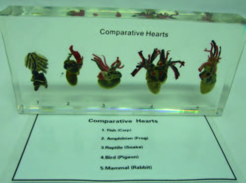 五綱心臟比較封膠標本
