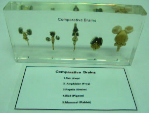 五綱腦比較封膠標本