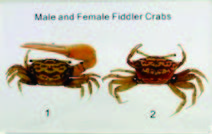 招潮蟹雌雄比較標本