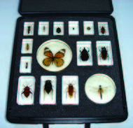 昆蟲封膠標本15