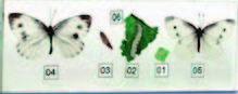 紋白蝶生活史封膠標本