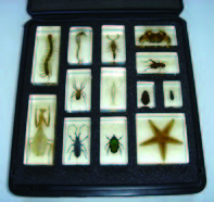 動物封膠標本13