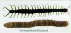 蜈蚣與馬陸比較標本