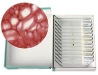 海洋生物玻片組(