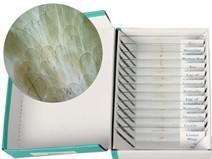 浮游生物玻片組(