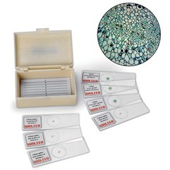 百合減數分裂觀察玻片組