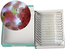 花粉、胞子玻片組(