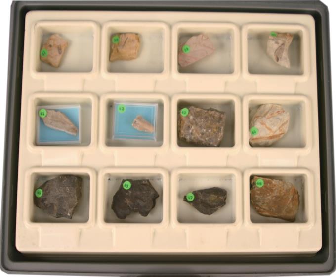 高階化石標本組