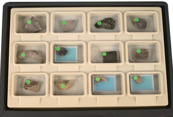 基礎化石標本組