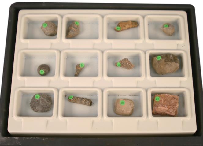 進階化石標本組