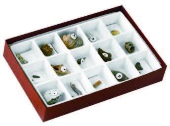 新生代化石組合(15種)