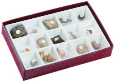 中生代化石組合(15種)