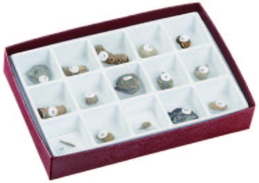 古生代化石組合(15種)