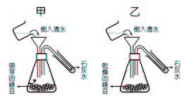 植物的呼吸作用