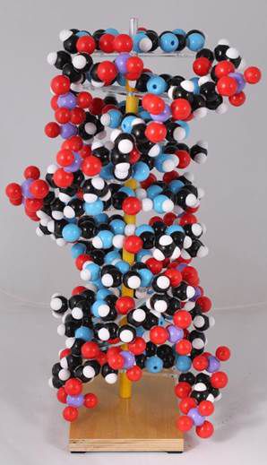 DNA分子模型