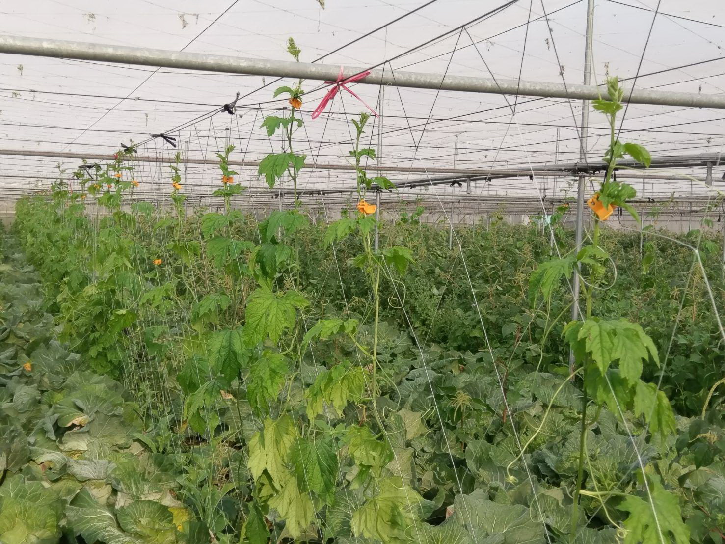 苦瓜農場
