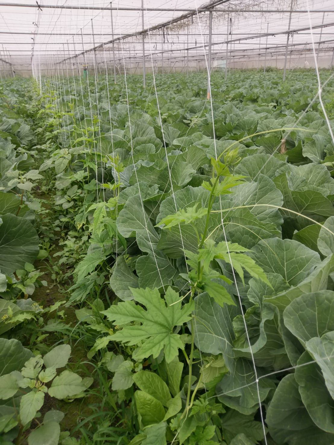 無毒山苦瓜栽種