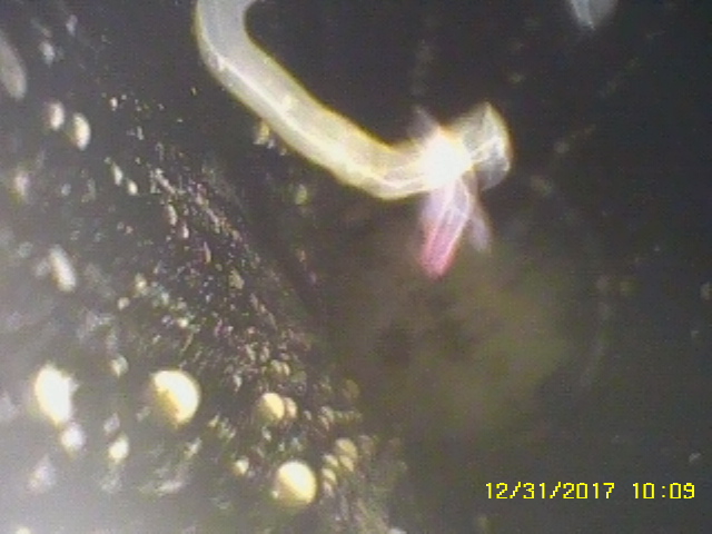 高雄驗屋現場地排孔內觀測/地板排水孔內有吸管