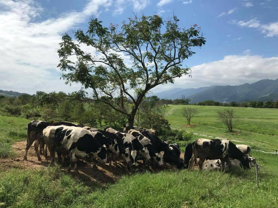 台東初鹿牧場