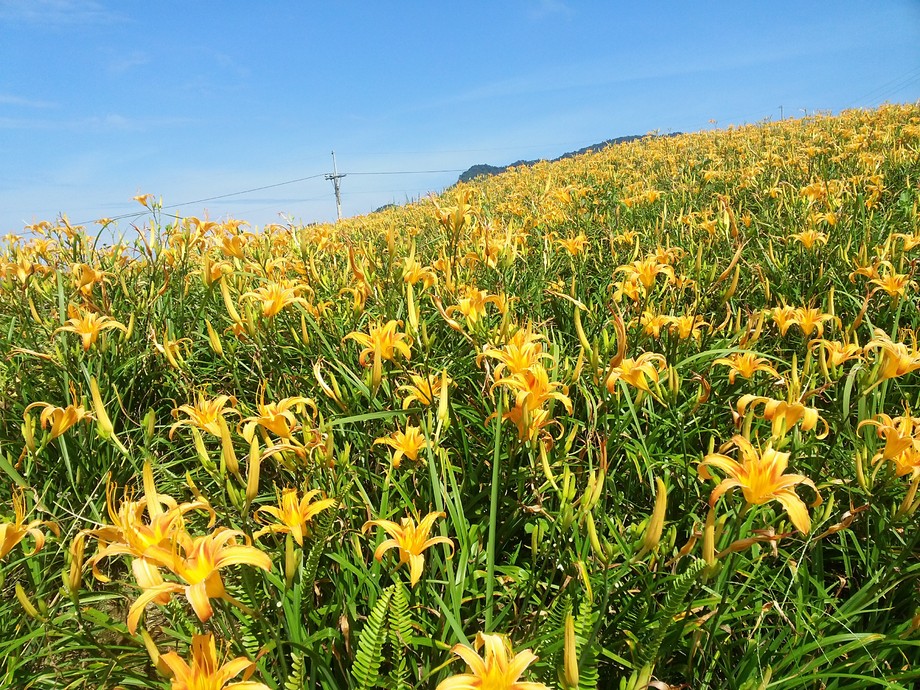六十石山金針山