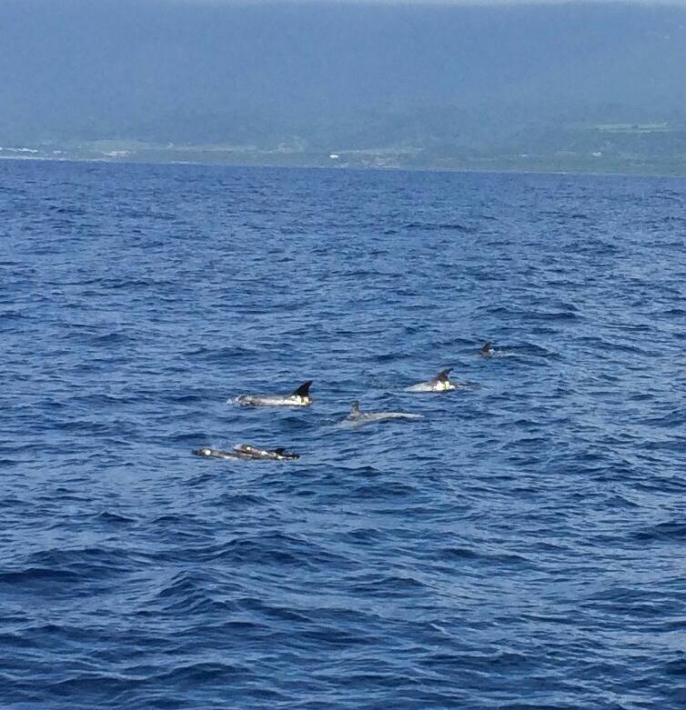 賞鯨-台東成功景點