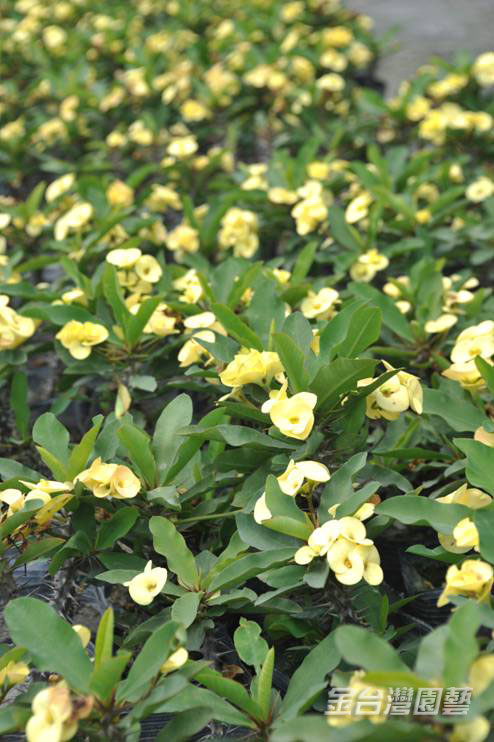 大葉黃苞麒麟花