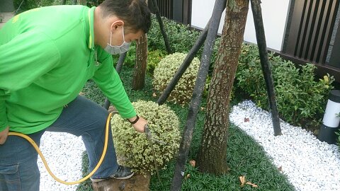 花園除蟲工程
