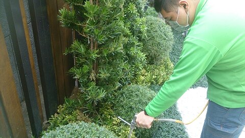 花園除蟲工程