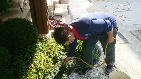 豪宅中庭花園除蟲
