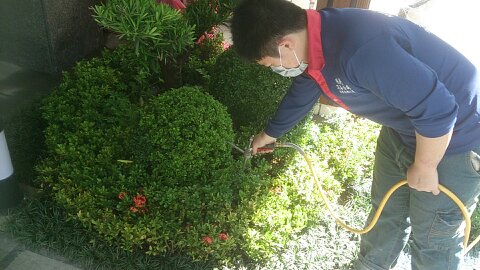 豪宅中庭花園除蟲