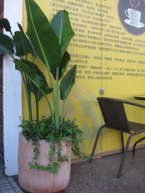 綠化盆栽-15