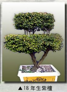 園藝設計、園藝盆栽