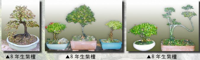 唐嶽景觀設計-園藝設計