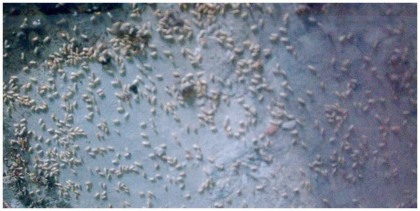 白蟻驅除防治施工