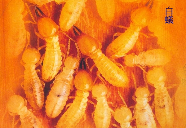 白蟻防治