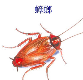 蟑螂防治