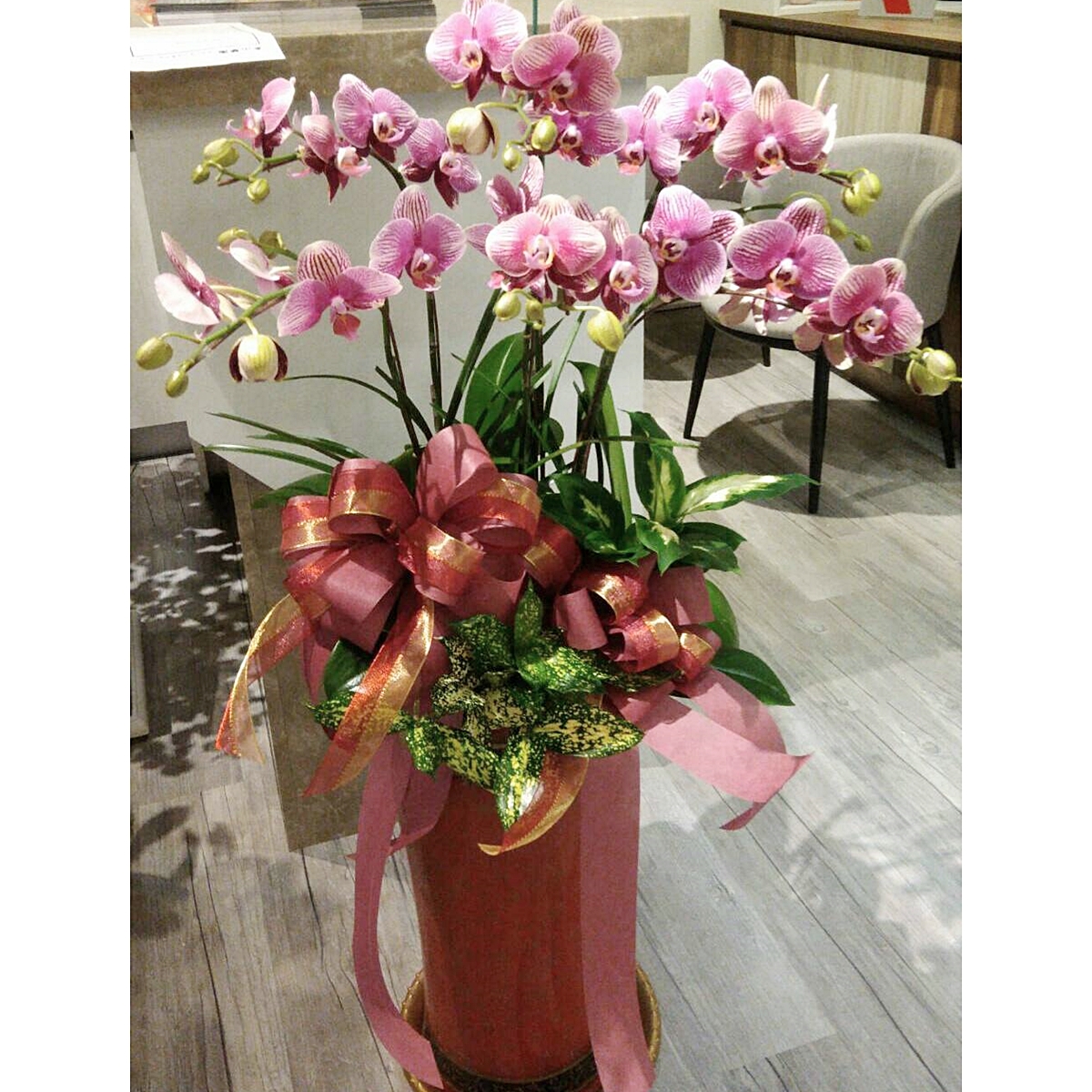 送禮蘭花組盆