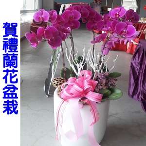 祝賀蘭花盆栽