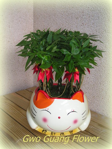 招財貓馬拉巴栗組合盆栽