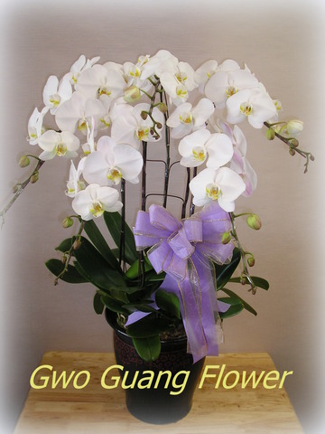 追思蘭花組合