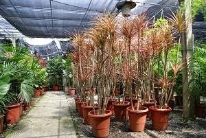 6台中園藝工程,