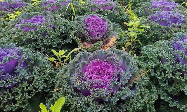 7,豐原園藝工程