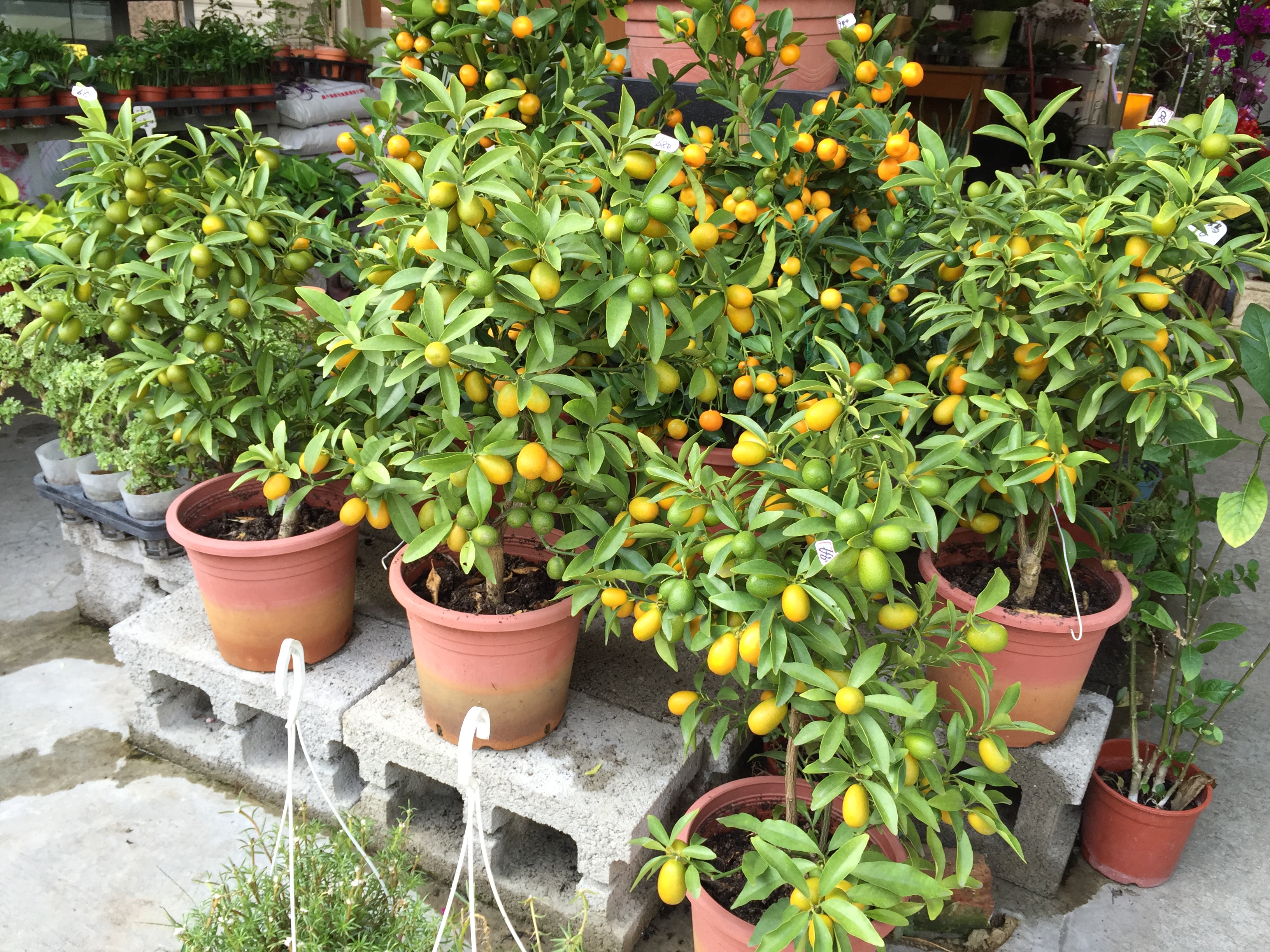 造景盆栽花圃苗圃,