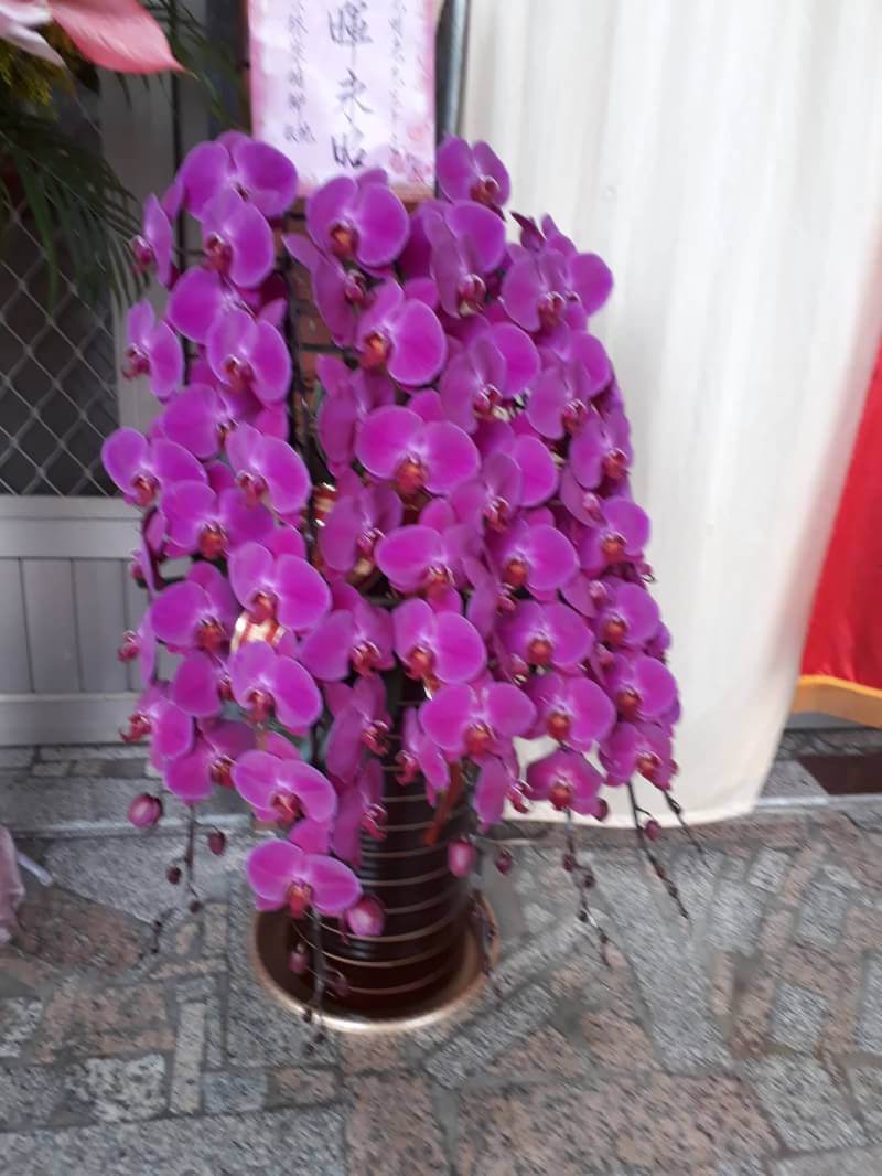 13一盆百朵蘭花超美