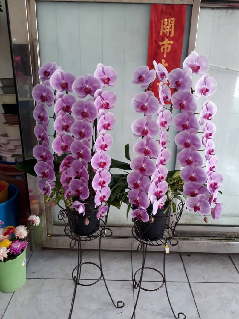 19蝴蝶蘭一株二梗共34朵