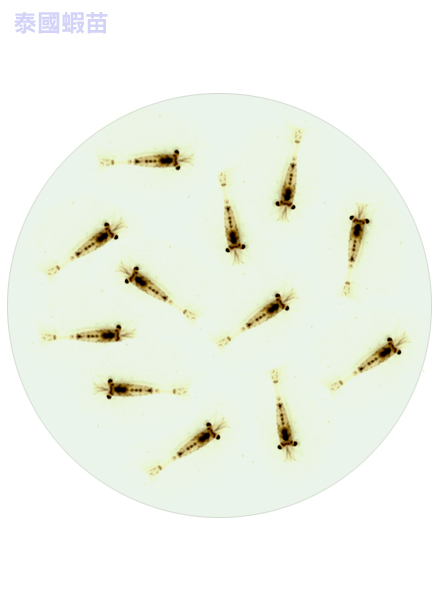 泰國蝦苗